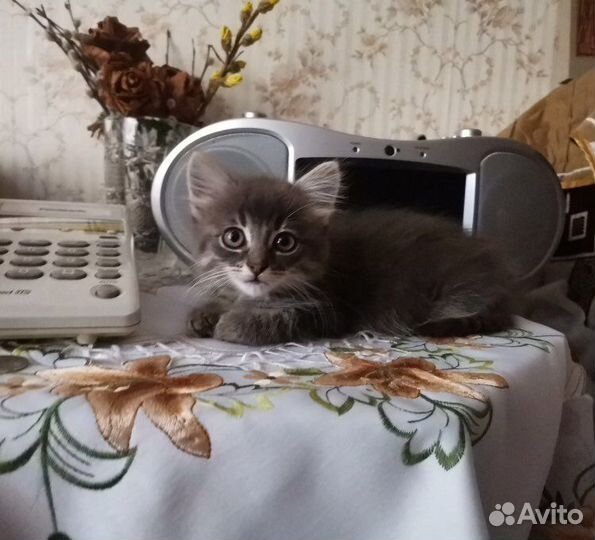 Котята отдам в добрые руки бесплатно