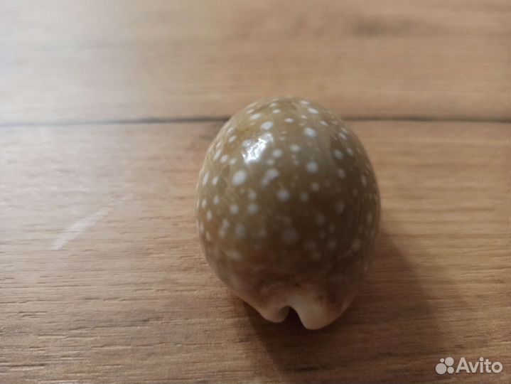 Морская раковина