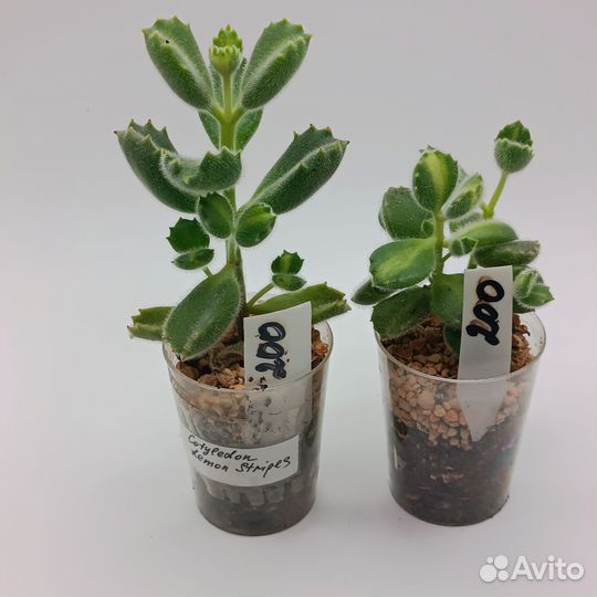 Суккуленты разные 4