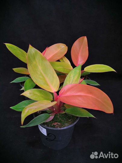 Филодендрон принц оранж 12/20-25