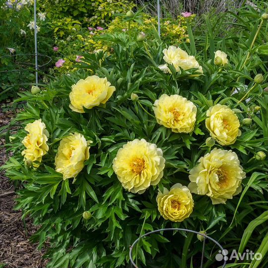 Корни пионов в ZIP пакетах. Желтые. Бартзелла