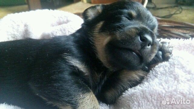 Авито волгоград животные в добрые руки. Щенки в добрые руки в погаре. Собака в добрые руки волгоград. Собака в добрые руки. Авито волгоград животные в добрые руки.