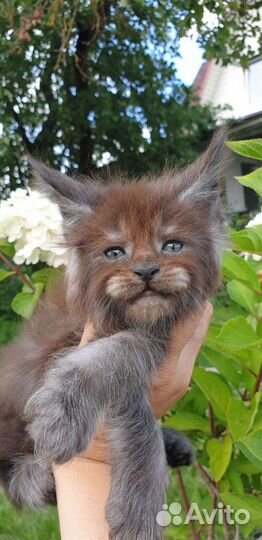 Котята Мейн-кун