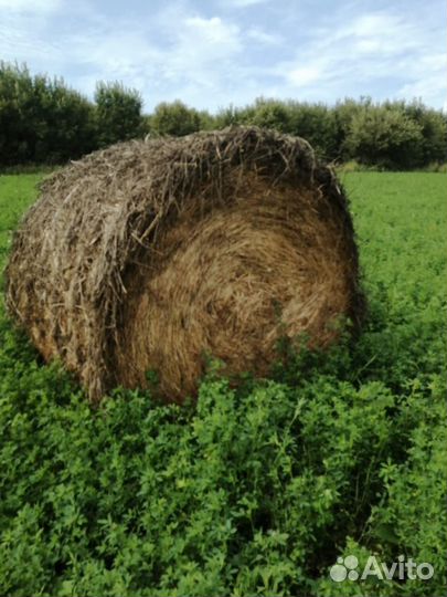 Сено в рулонах