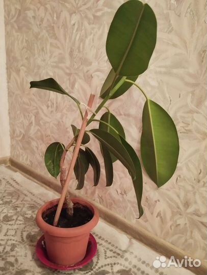 Фикус каучуконосный большой