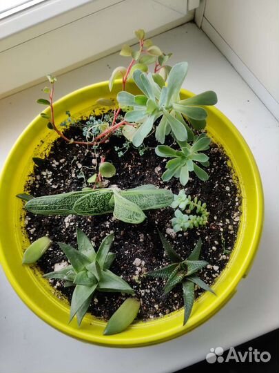 Суккуленты