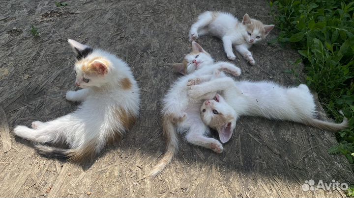 Котята в добрые руки