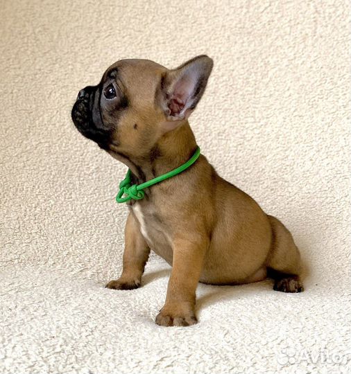 Французский бульдог щенок 2 мес мальчик