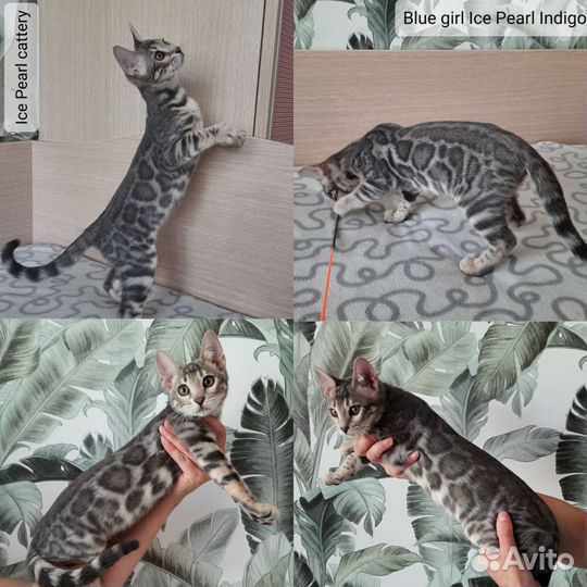 Бенгальские котята редких окрасов