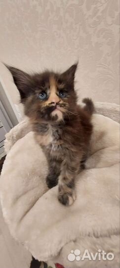 Котята мейн-кун