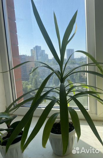 Фикусы бенджамина панданус комнатные растения