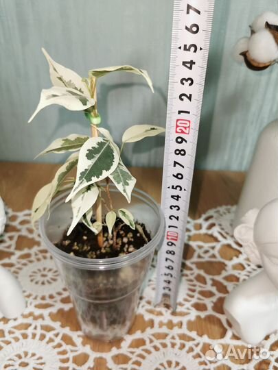 Фикусы сортовые