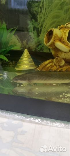 Аквариум с рыбками бу