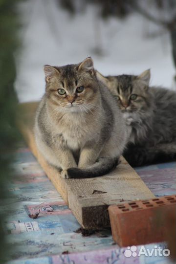 Котята Пух и Пушинка в добрые руки