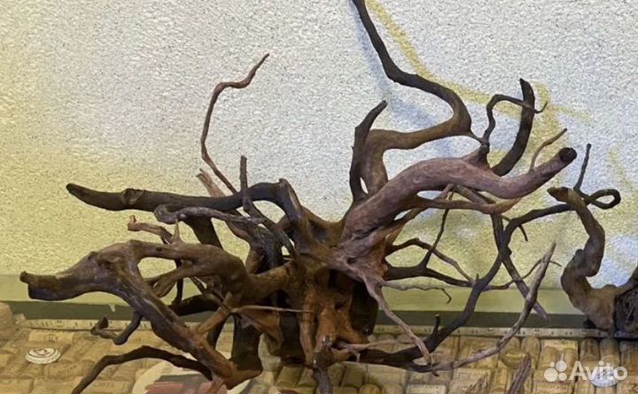 Коряга коллекционная