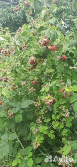 Малина летняя феномен