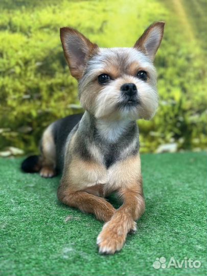 Стрижка животных Измайлово