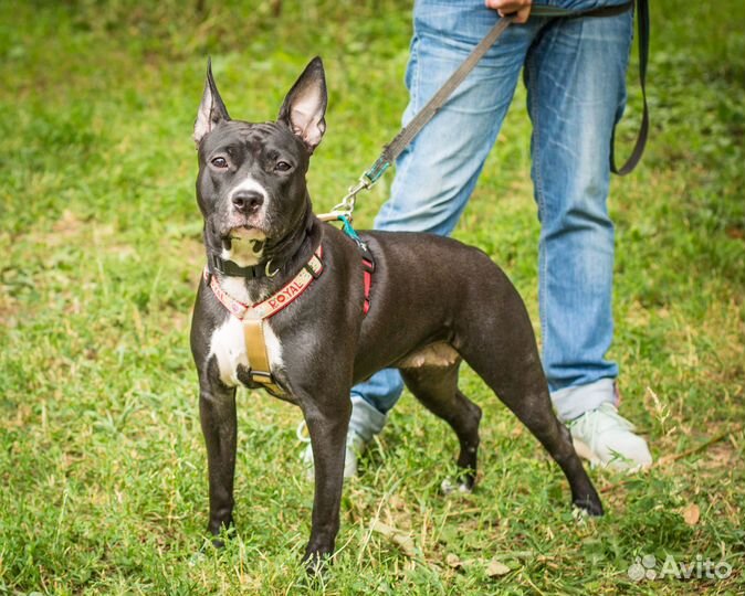 Метис питбуля Джина в добрые и ответственные руки
