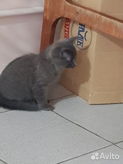 Отдам котенка в добрые руки