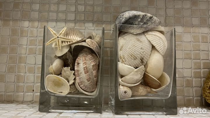 Морские ракушки раковины большие