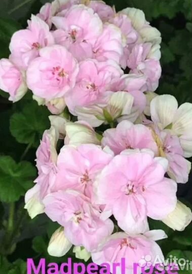 Пеларгония сортовая