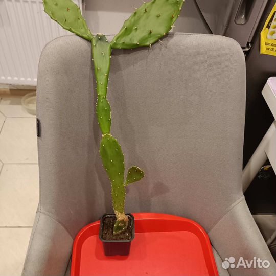 Отдам цветы