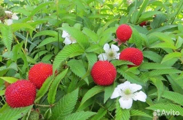 Тибецкая малина