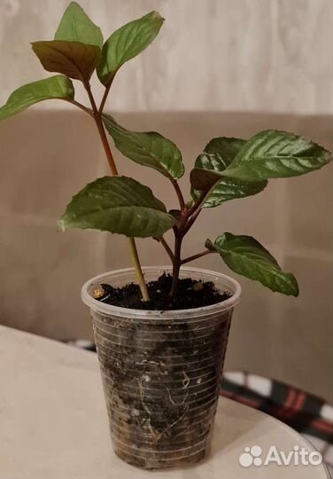 Фуксия Обмен