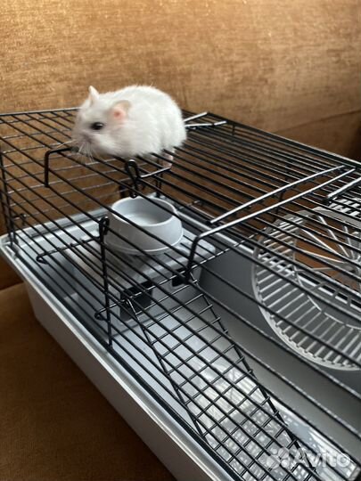 Клетка для карликовых хомячков