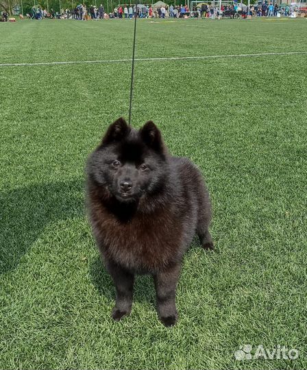 Бельгийская овчарка