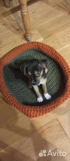 Той-терьер щенки