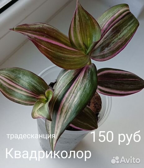 Традесканция