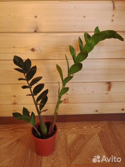 Замиокулькас долларовое дерево