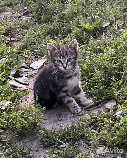 Котята крысоловы отдам в добрые руки