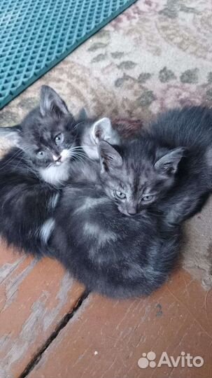 Котята в добрые руки бесплатно