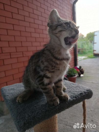 Ласковая и нежная кошечка