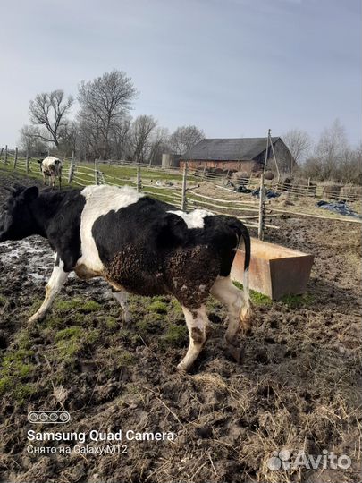 Коровы,овцы