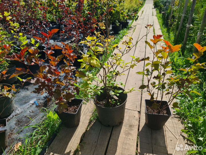 Пузыреплодник калинолистный в ассортименте