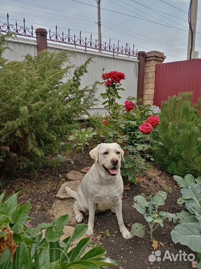 Вязка лабрадора девочка