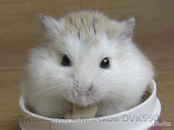 Самый маленький хомячок