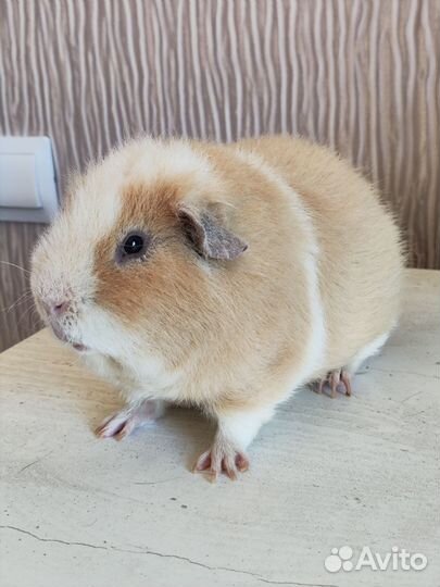 Морская свинка американский тедди