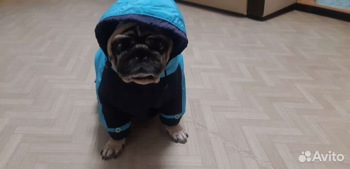 Комбинезон для маленькой собаки