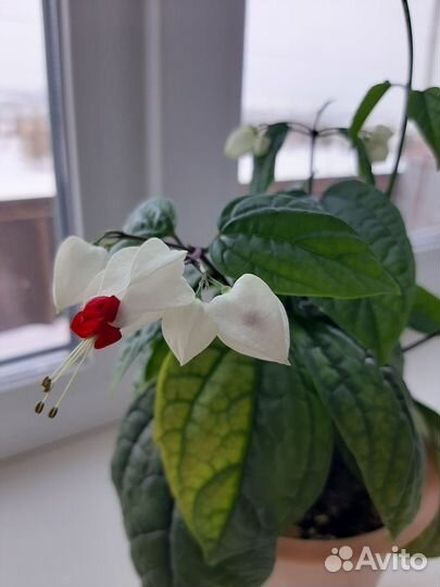 Клеродендрум