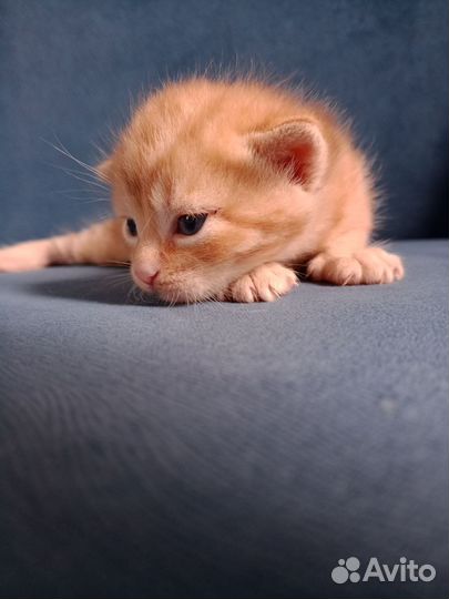 Отдам котенка в добрые руки
