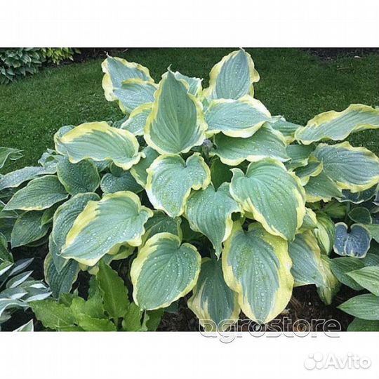 Хоста варигатная