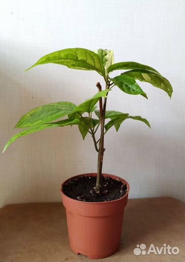 Клеродендрум пестролистный, комнатные растения