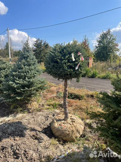 Ель голубая