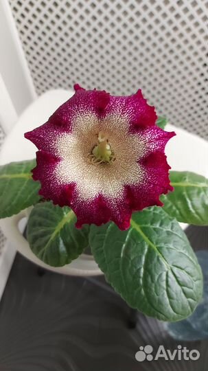 Глоксинии сортовые