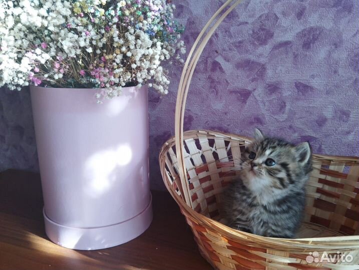 Породистая кошечка