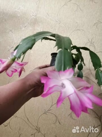 Декабрист Мадам баттерфляй